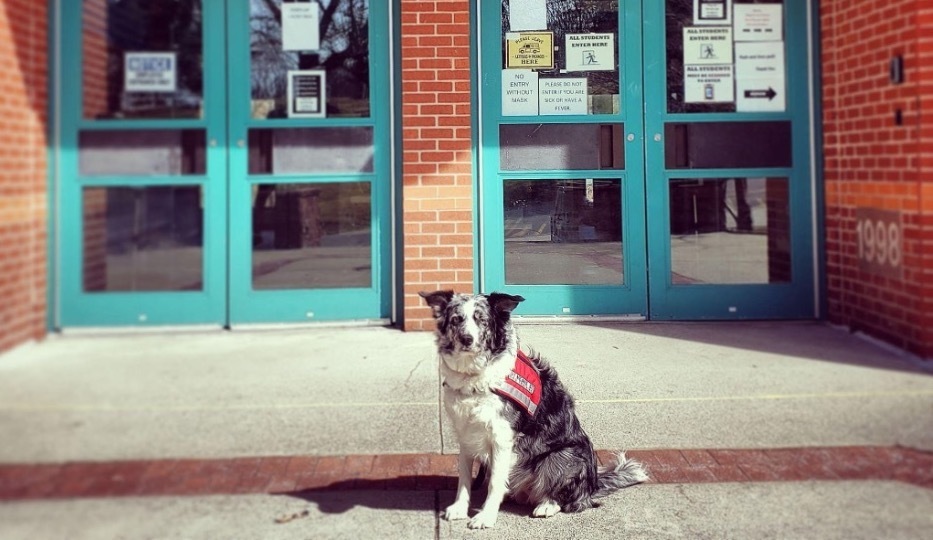 Pepper the school therapy dog sitting in front of the Vincent s ziccolla school entrance